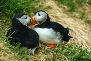 puffins on a cliff in newfoundland