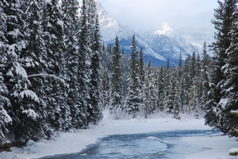 wintery scene in Banff National Park