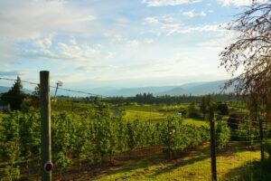 here's a photo of a fruit tree orchard in Kelowna British Columbia