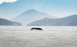 Whale submerging between the shores of Vancouver island and the mainland